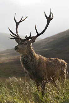 Red deer (Cervus elaphus) on moorland / blanket bog silhouetted against rushes, Alladale Estate