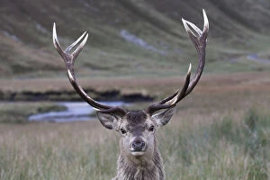 Red Deer (Cervus elaphus) portrait of head of stag and antlers. Alladale Estate, Scotland