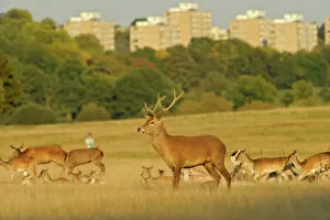 Artiodactyla Gallery: Red deer (Cervus elaphus) in Richmond Park with Roehampton Flats in background, London