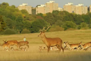 Artiodactyla Prints: Red deer (Cervus elaphus) in Richmond Park with Roehampton Flats in background, London