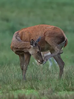 Cervus Prints: Red deer (Cervus elaphus) scratching its nose with its foot