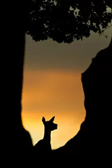 Red deer (Cervus elaphus) silhouette of hind in woodland glade at sunset, Bradgate Park