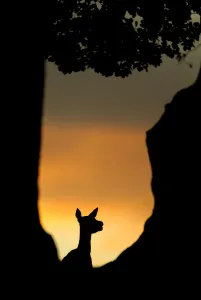 Female Prints: Red deer (Cervus elaphus) silhouette of hind in woodland glade at sunset, Bradgate Park
