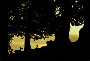 Red deer (Cervus elaphus) silhouette of hinds in woodland glade at dusk, Bradgate Park