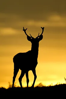 Red deer (Cervus elaphus) silhouette of young stag against sunset, Bradgate Park