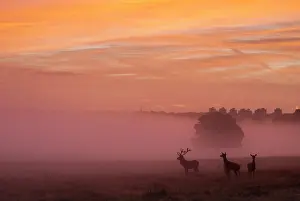 London Prints: Three Red deer (Cervus elaphus) silhouetted in a misty sunrise