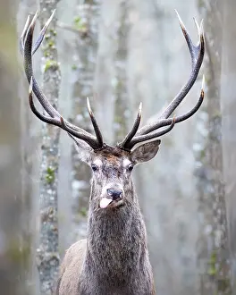 Antlers Prints: Red deer (Cervus elaphus) stag