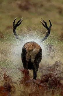 Antlers Prints: Red deer (Cervus elaphus) stag
