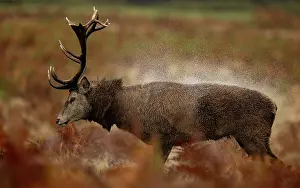 Antlers Prints: Red deer (Cervus elaphus) stag