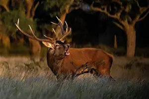Antlers Prints: Red deer (Cervus elaphus) stag, bellowing, La Pampa Province, Patagonia, Argentina