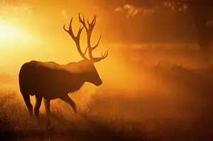 London Prints: Red deer (Cervus elaphus) stag