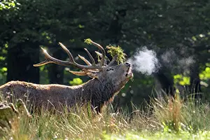 Antlers Prints: Red deer (Cervus elaphus) stag with antlers covered in grass