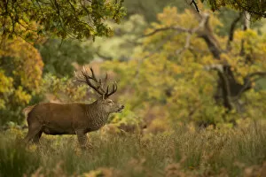 Red deer (Cervus elaphus) stag in autumn woodlands, Bradgate Park, Leicestershire