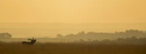 Images Dated 16th January 2015: Red deer (Cervus elaphus) stag bellowing, at dawn during rut, Derbyshire, UK