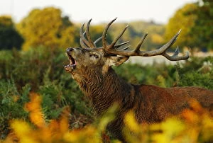 Antler Gallery: Red deer (Cervus elaphus) stag bellowing. Surrey, UK, October