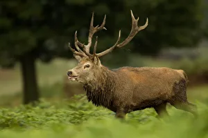 Red deer (Cervus elaphus) stag bellowing, Bradgate Park, Leicestershire, England Red deer (Cervus elaphus) stag bellowing, Bradgate Park, Leicestershire, England
