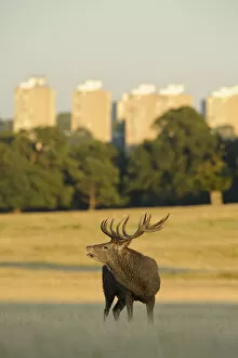 Images Dated 30th September 2011: Red deer (Cervus elaphus) stag bellowing, rutting season, Roehampton Flats in background