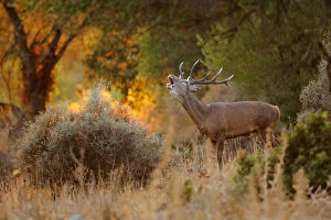 Andres M Dominguez Gallery: Red deer (Cervus elaphus) stag bellowing, Los Alcornocales Natural Park, southern Spain, September