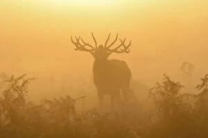 Cervidae Collection: Red deer (Cervus elaphus) stag bellowing in mist at sunrise, rutting season, Bushy Park