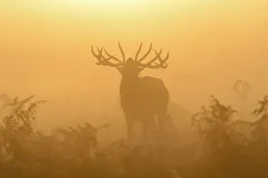 Red deer (Cervus elaphus) stag bellowing in mist at sunrise, rutting season, Bushy Park