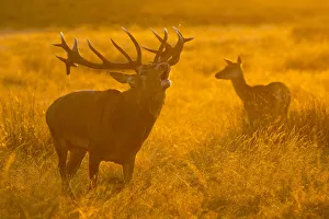 Stag Prints: Red deer (Cervus elaphus) stag bellowing during rut in grassland, doe in background