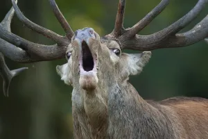 Images Dated 24th September 2008: Red deer (Cervus elaphus) stag calling during rut, Klampenborg Dyrehaven, Denmark, September 2008