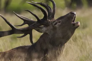Images Dated 23rd September 2008: Red deer (Cervus elaphus) stag calling during rut, Klampenborg Dyrehaven, Denmark