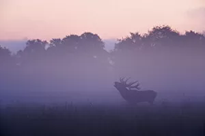 Images Dated 25th September 2008: Red deer (Cervus elaphus) stag calling during rut, light mist at sunrise, Klampenborg Dyrehaven