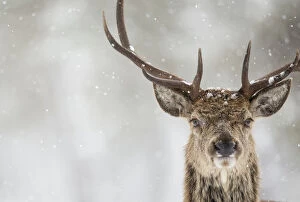 Images Dated 3rd March 2015: Red deer (Cervus elaphus) stag close up in the snow, Scotland, March