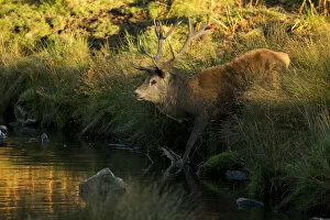 Red deer (Cervus elaphus) stag crossing a river, Bradgate Park, Leicestershire, England