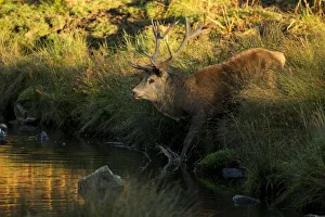 Red deer (Cervus elaphus) stag crossing a river, Bradgate Park, Leicestershire, England Red deer (Cervus elaphus) stag crossing a river, Bradgate Park, Leicestershire, England