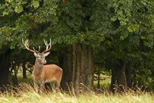 Red deer (Cervus elaphus) stag, Dyrehaven, Denmark