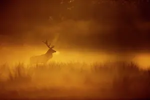 Antlers Prints: Red deer (Cervus elaphus) stag in early morning mist, UK. October