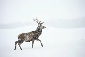 Red deer, (Cervus elaphus), stag in falling snow on moorland, Scotland, UK.February