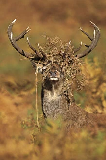 Red deer (Cervus elaphus) stag with head covered in bracken, Leicestershire, UK, October