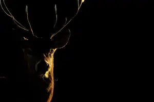Antlers Prints: Red deer (Cervus elaphus) stag head portrait in late evening light