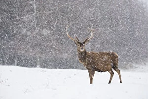 Red deer (Cervus elaphus) stag in heavy snow, Scotland, UK, February