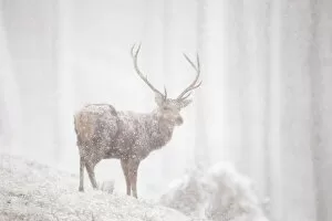 Cervidae Collection: Red deer (Cervus elaphus) stag in heavy snowfall, Cairngorms National Park, Scotland