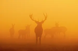 London Prints: Red deer (Cervus elaphus) stag and herd behind