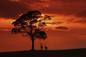 Cervidae Collection: Red deer (Cervus elaphus) stag and hind at dusk, Cheshire, UK September