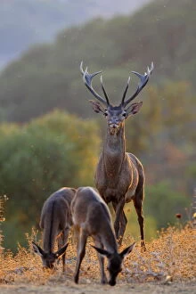Red deer (Cervus elaphus) stag and two hinds, Los Alcornocales Natural Park, southern Spain