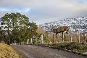 Stag Prints: Red deer (Cervus elaphus) stag jumping over a stock fence along roadside