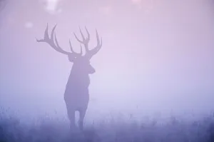 Images Dated 25th September 2008: Red deer (Cervus elaphus) stag in mist, Klampenborg Dyrehaven, Denmark, September 2008