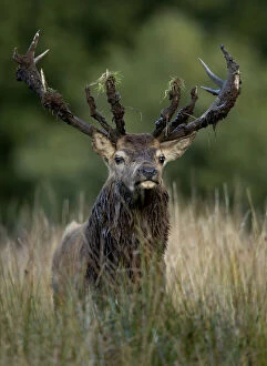 Images Dated 1st September 2017: Red Deer (Cervus elaphus) stag after a mud bath, Bradgate Park, Leicestershire, UK, October