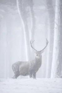 Male Prints: Red deer (Cervus elaphus) stag in pine forest in snow blizzard