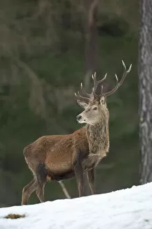 Images Dated 7th February 2010: Red deer (Cervus elaphus) stag in pine woodland in winter, Cairngorms National Park