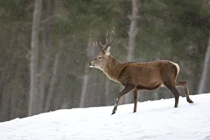 Red deer (Cervus elaphus) stag in pine woodland in winter, Cairngorms National Park