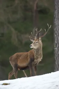 Prints of Red deer (Cervus elaphus) stag in pine woodland in winter, Cairngorms National Park, Scotland, UK, February 2020VISION Prints: Red deer (Cervus elaphus) stag in pine woodland in winter, Cairngorms National Park