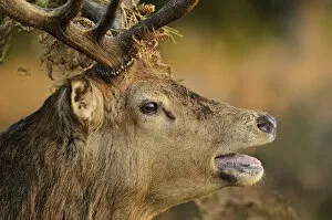 Images Dated 22nd October 2011: Red deer (Cervus elaphus) stag portrait, bellowing with bracken in antlers, rutting season
