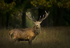 Images Dated 25th January 2016: Red deer (Cervus elaphus) stag portrait taken in stormy light, Cheshire, UK, October